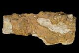 Permian Amphibian Fossil Bone - Texas #153748-1